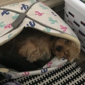 Meet your Posher, Alice